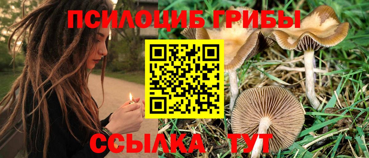 Галлюциногенные грибы Psilocybine cubensis  Вход с VPN  Камышин  Галлюциногенные грибы MAGIC MUSHROOMS 